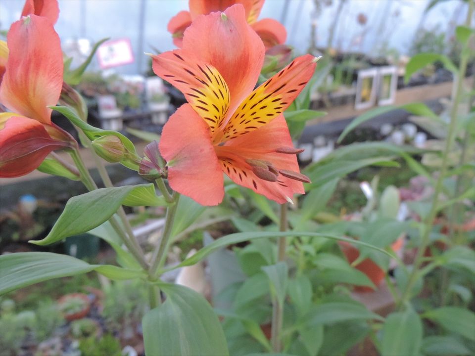 アルストロメリア 田舎の花屋日記 楽天ブログ