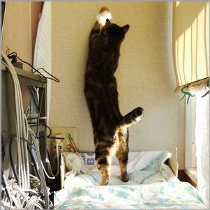 バシッ！