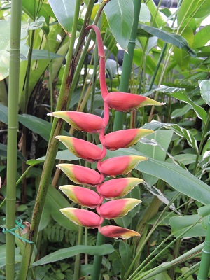 夢の島熱帯植物園03