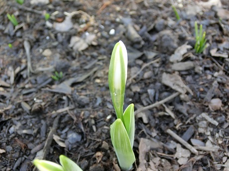 スノードロップ