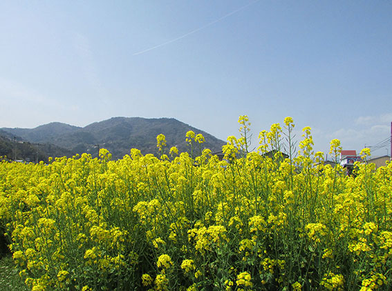 種穂山と菜の花♪