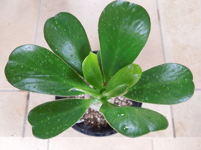 ポイゾニー7-13ｰ1