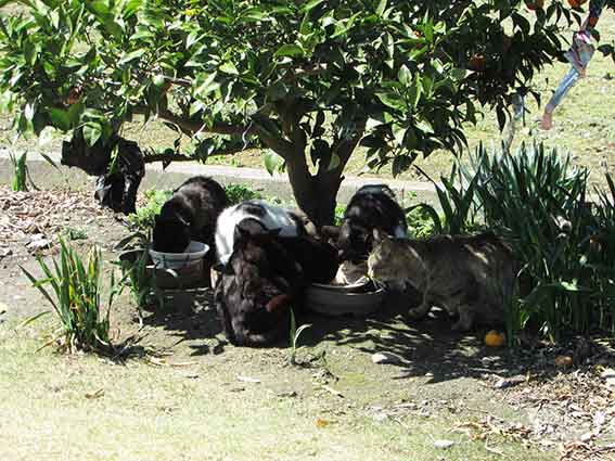 我が家のニャンコ♪2016/3/23-2