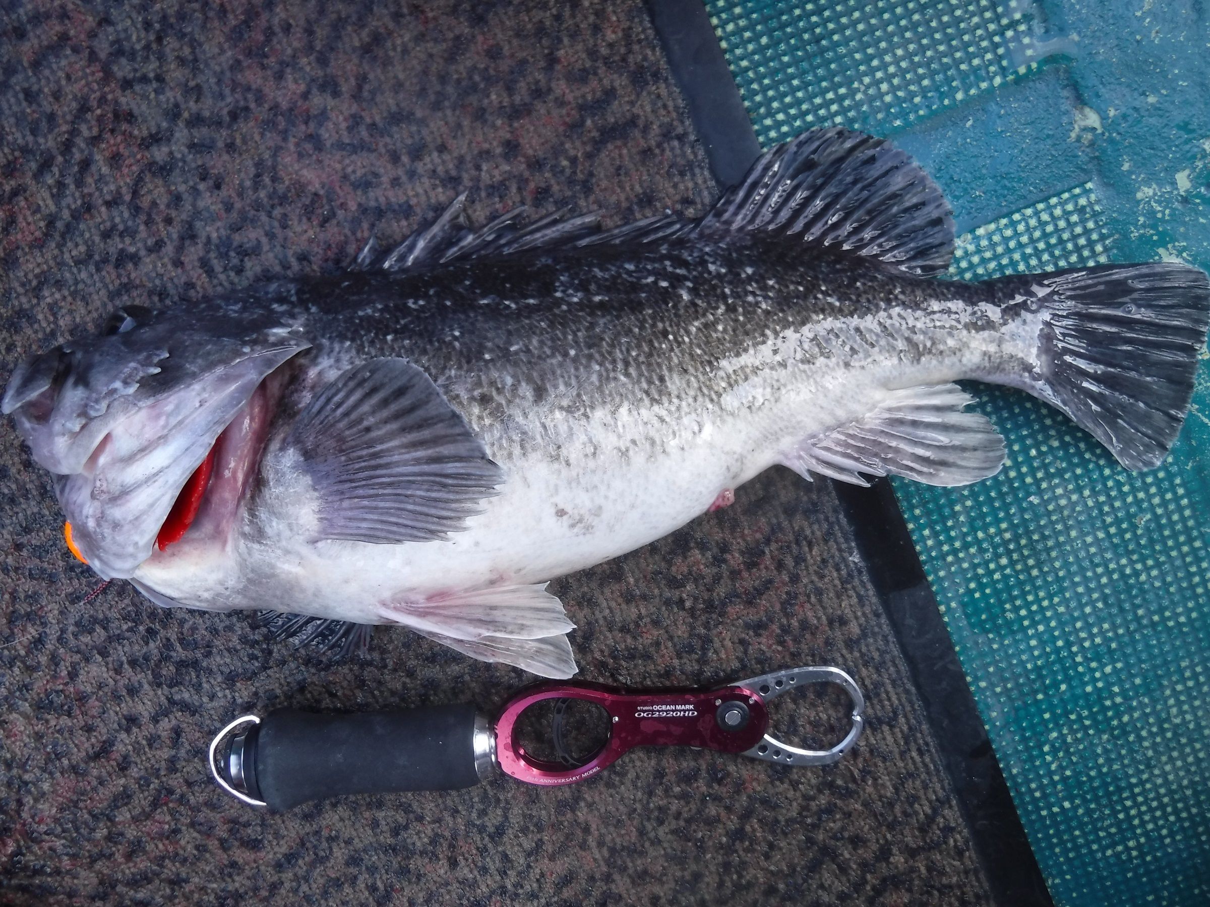北海道の釣り タイラバ インチク等紹介 日本の釣りと世界の釣り タイラバ釣行記 楽天ブログ