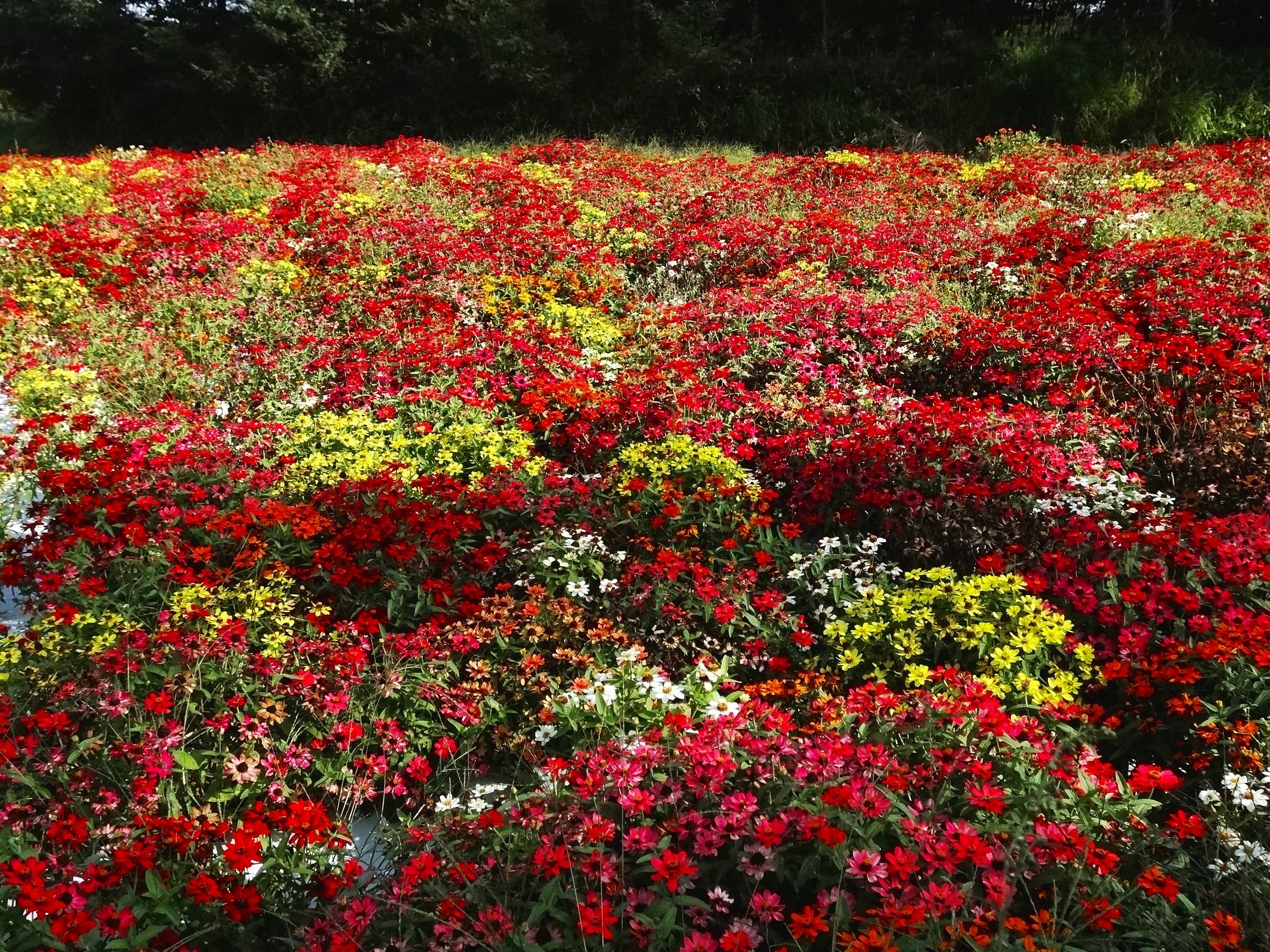 鉄道最高地点のあるｊｒ野辺山駅 山と星空と小型車でサイクリング 楽天ブログ