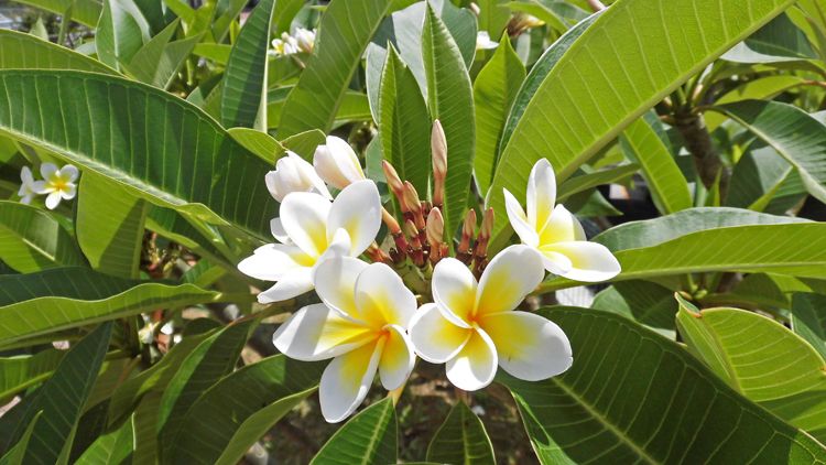 バンブーハウス 沖縄 熱帯花木 プルメリア(こと印度素馨 インドソケイ