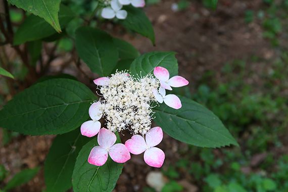 花葵 タチアオイ みんな でかけようよ 楽天ブログ