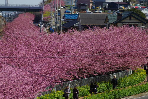 三浦海岸の河津桜