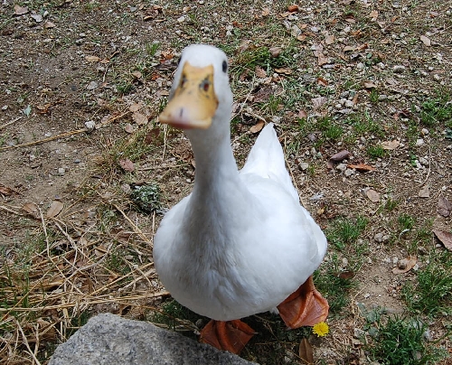 DSC_0109.JPG