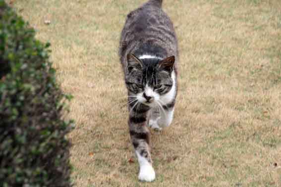 我が家のニャンコ♪2013/3/31-2