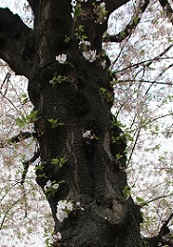 IMG_8331-9.jpg