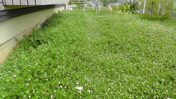 イワダレソウだらけの東側の庭