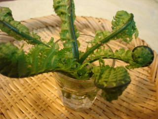 2013.5.6kogomi 006.jpg
