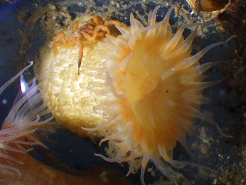 イソギンチャク30　深海性イソギンチャク　ヨロイウミグモ（Pycnogonum tenue）　熊野灘