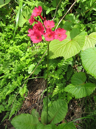 2日目は飯縄山・・・虫との格闘 | KIKIの山行き・・・ 山と山の花 - 楽天ブログ