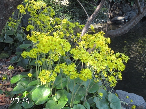 浜離宮恩賜庭園にて