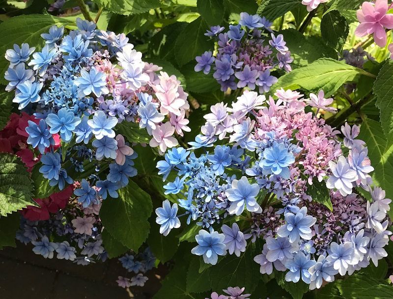 紫陽花の花の色 オカリナ人生 楽天ブログ