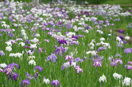 小石川後楽園の花菖蒲