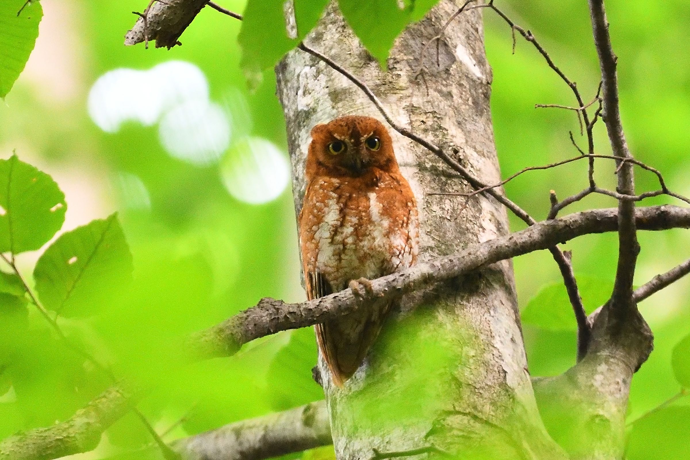 フクロウの仲間 コノハズク さん 野鳥との日常生活を綴る 楽天ブログ