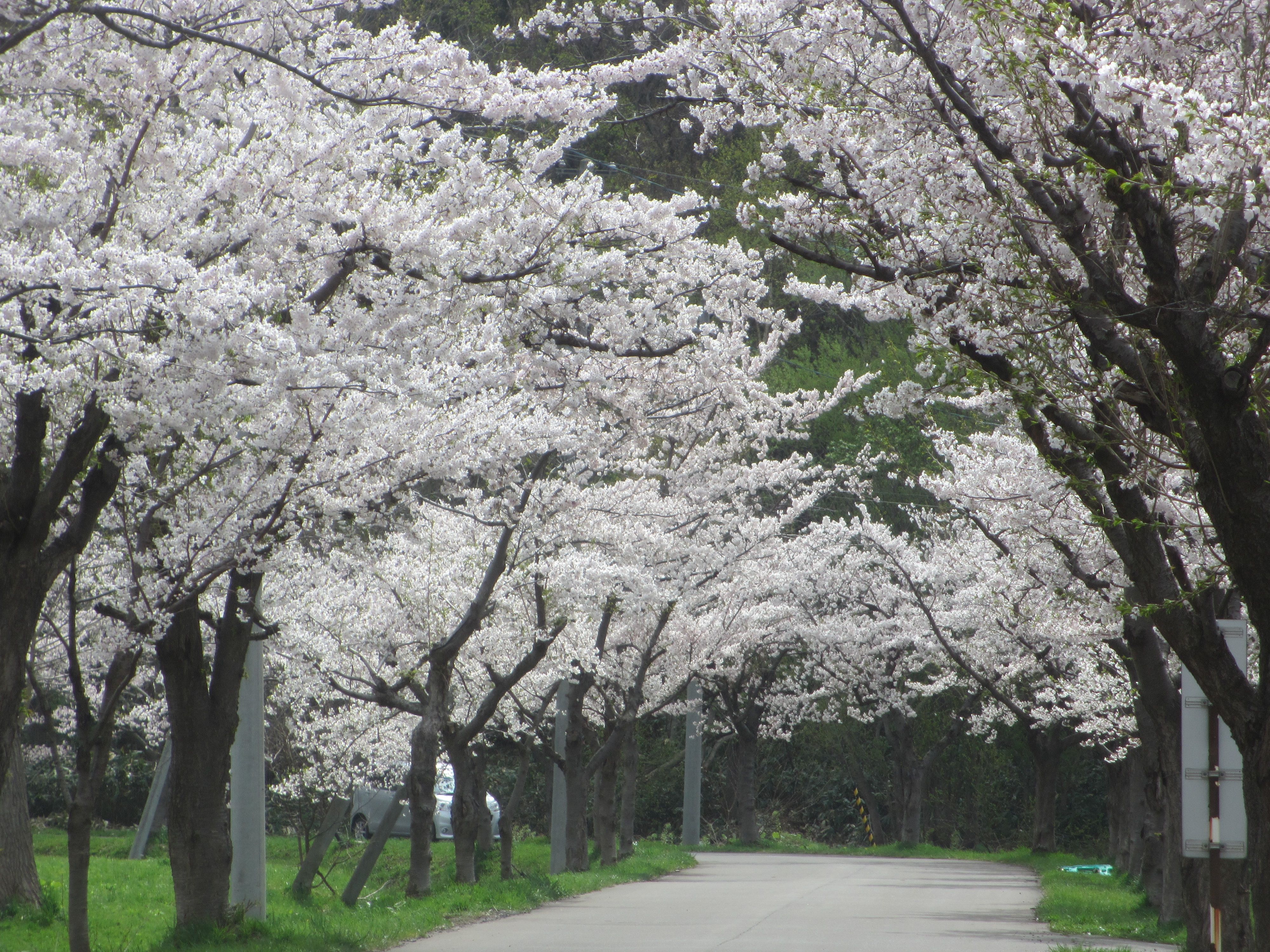 はなたび 北海道２０１８ その５ 東明公園のソメイヨシノ アイヌモシリの春夏秋冬 Beautiful Seasons Of Hokkaido 楽天ブログ