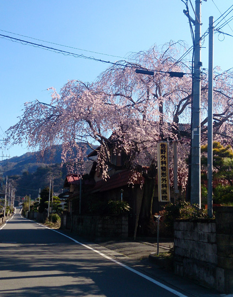 桜.jpg