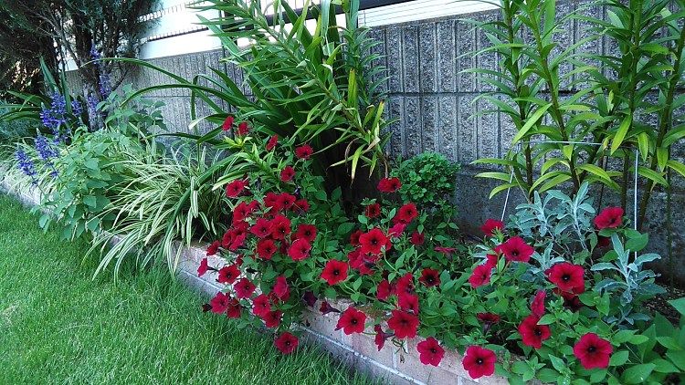 西向き花壇の今日の花 Miraiの庭 つれづれに 楽天ブログ