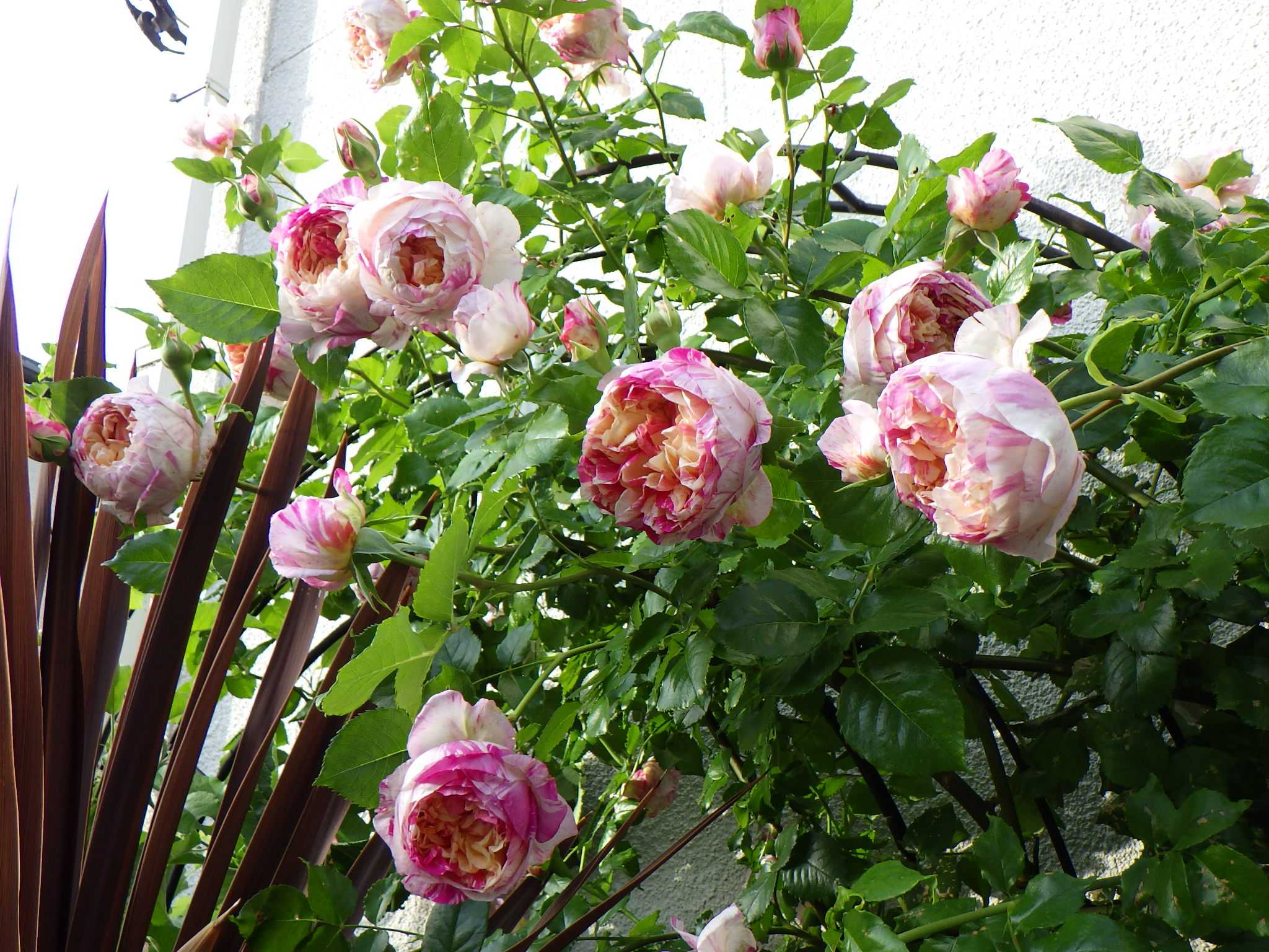 初心者にオススメのつるバラ エドゥアール マネ バラを咲かせることが好き 楽天ブログ