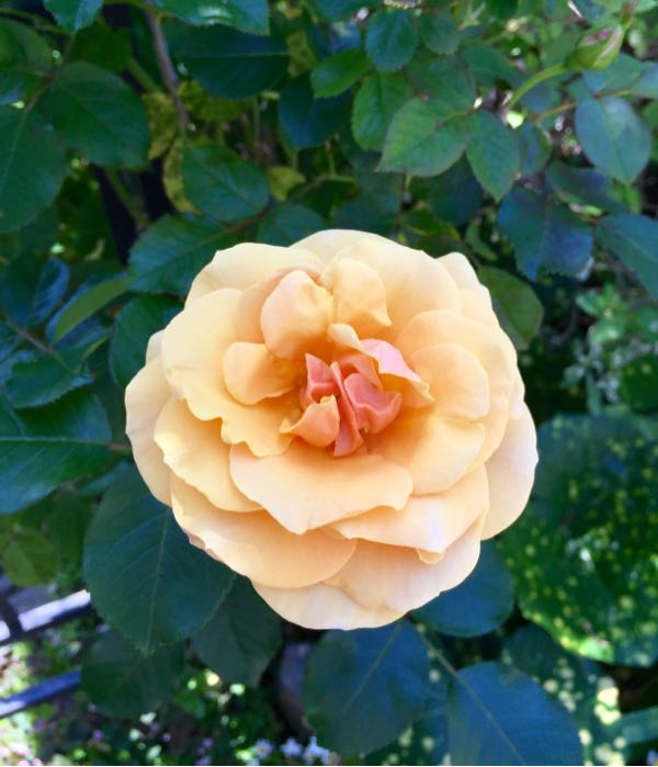 rblog-20160516073120-05.jpg