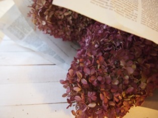 秋色あじさいミナヅキ