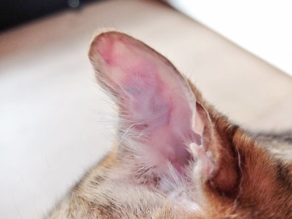 ネコ　ねこ　猫　病気　耳血腫　水ぶくれ　耳たぶ　治療 