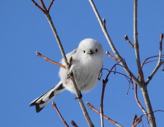 北海道の鳥 エナガ 冬の鳥 今の流行 ニュース 情報 話題の旬を求めて 楽天ブログ