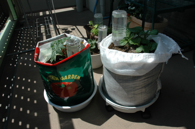 袋栽培トマトとジャガイモ