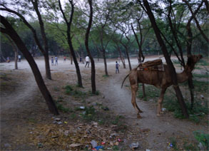インド281.jpg