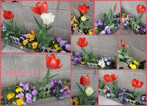 チューリップの小路２０１２1.jpg