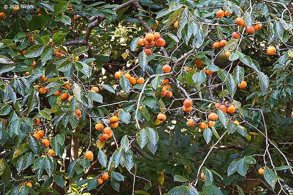 カキノキ属（柿の木属、カキノキ科）