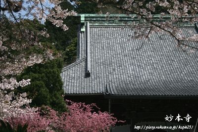 長興山　妙本寺