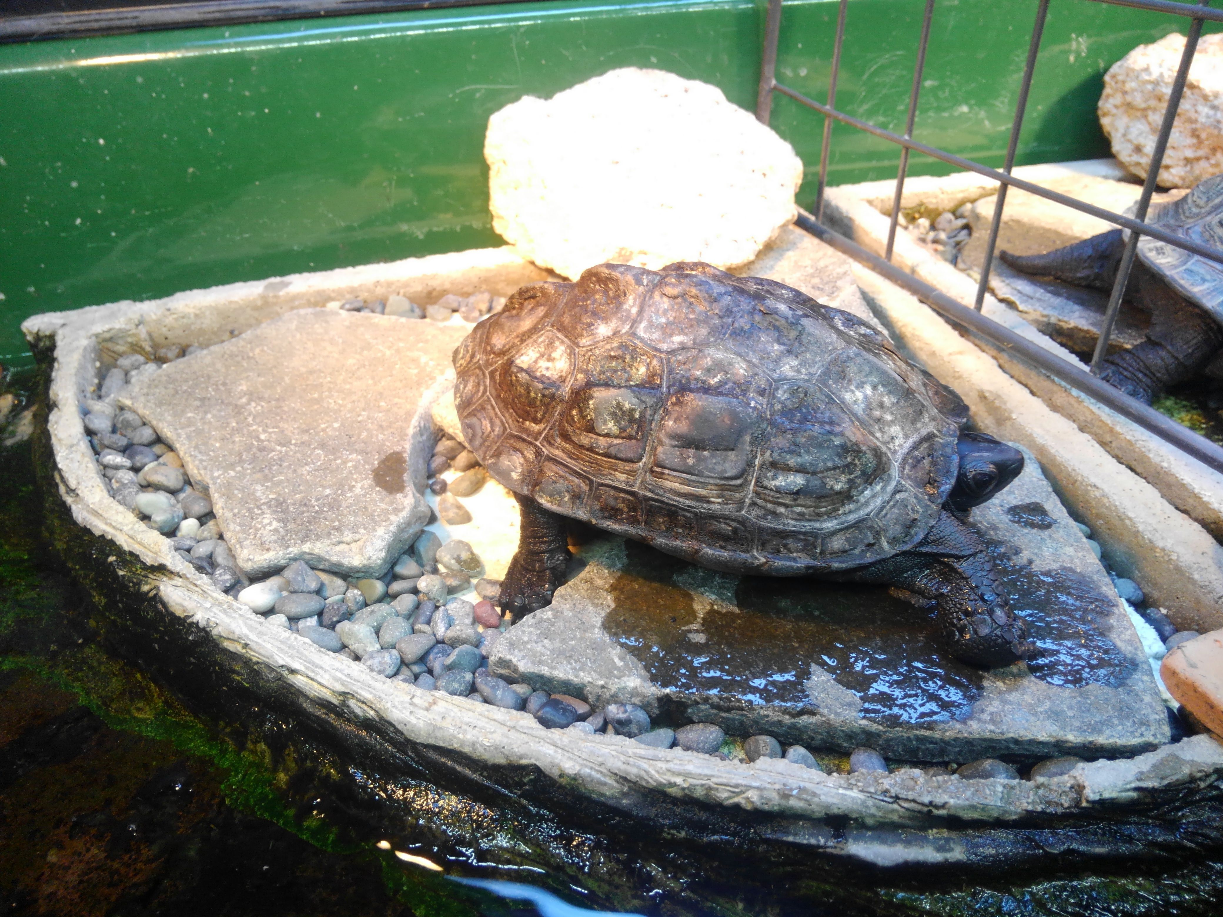 クサガメ 甲羅干し クサガメ飼いのブログ 楽天ブログ