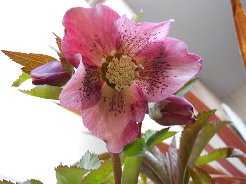 DSCN0476.JPG