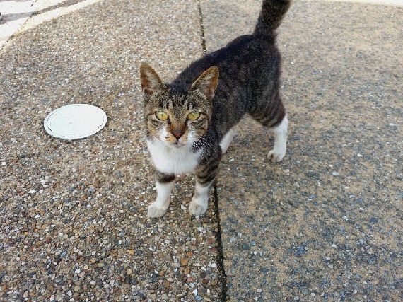 イントラムロスの壁の周囲には 響く ユーフォニアム 楽天ブログ