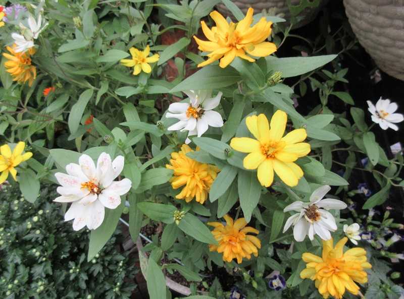 夏の花のジニア トレニア ペチュニアの種の採り方 狭い庭を花いっぱいにする育て方 楽天ブログ