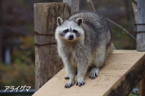 井の頭自然文化園