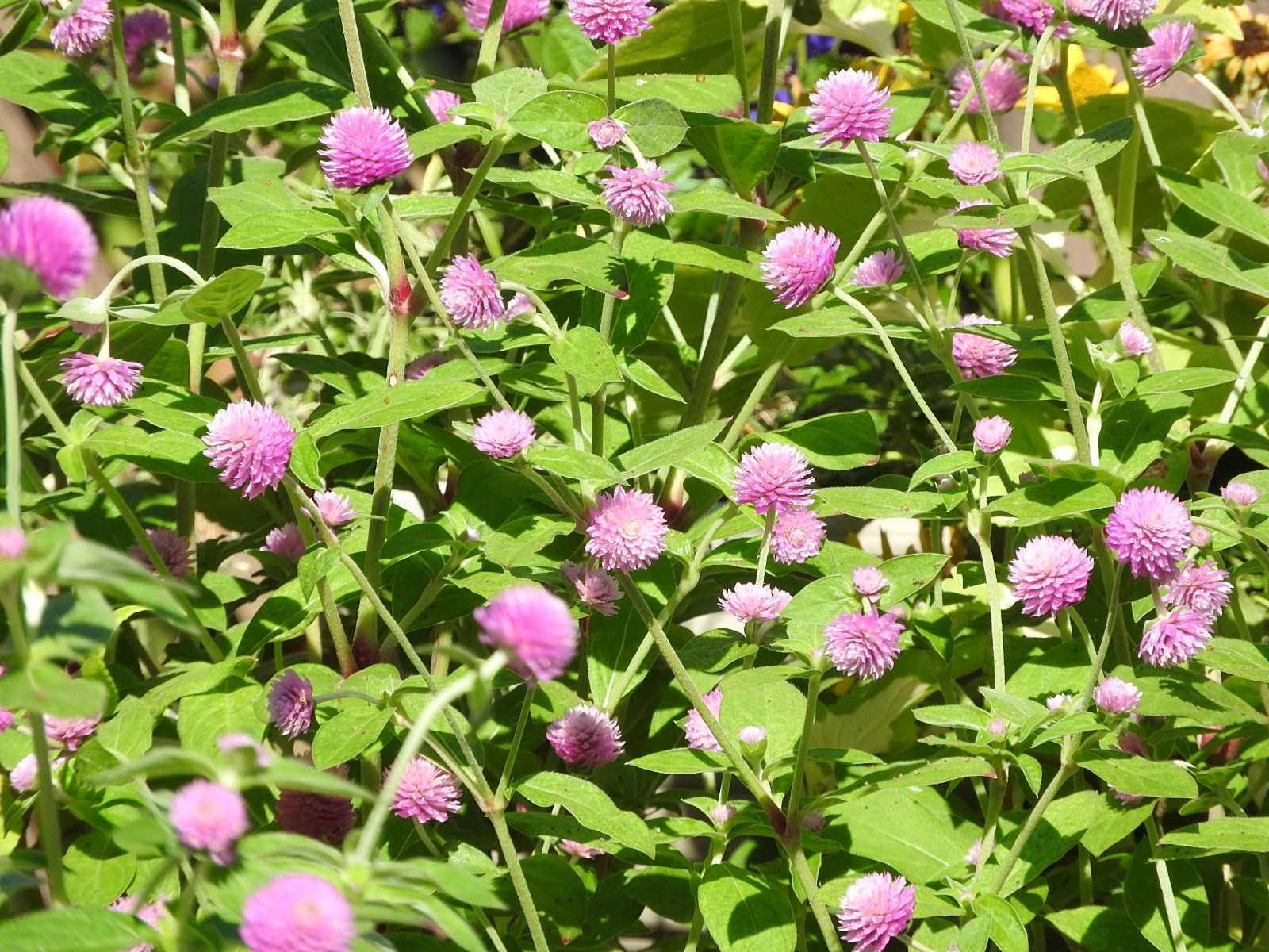 千日紅 センニチコウ ピンクの花 丸い花 ポンポンみたいな花