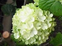 ３月６日の誕生花 テマリバナ 手毬花 の花言葉 約束を守って 大きな純白の 華やかな恋 の花 弥生おばさんのガーデニングノート 花と緑の365日 楽天ブログ