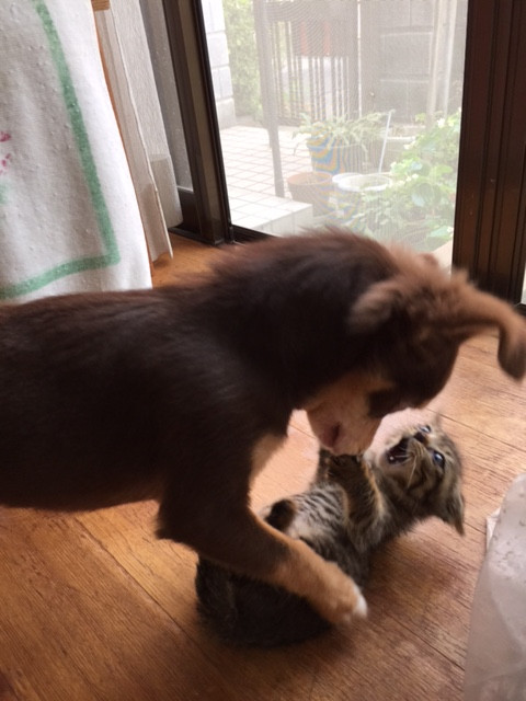 なな２.jpg