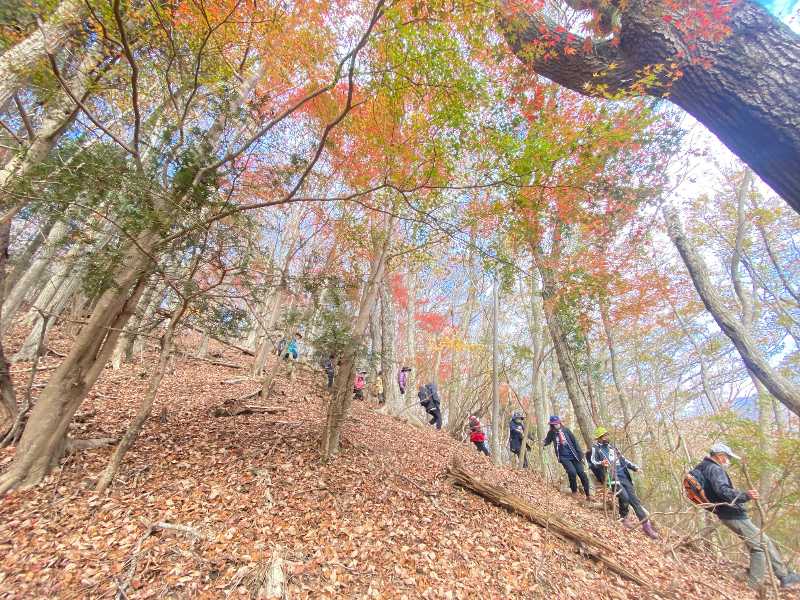 第20回醍醐山一斉登山（醍醐山を愛する会10周年記念登山）(5)モミジの道 | 醍醐山と下部（しもべ）温泉 - 楽天ブログ