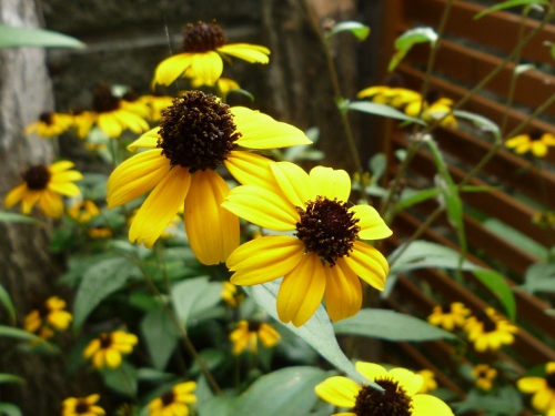 P1150410 (500x375).jpg