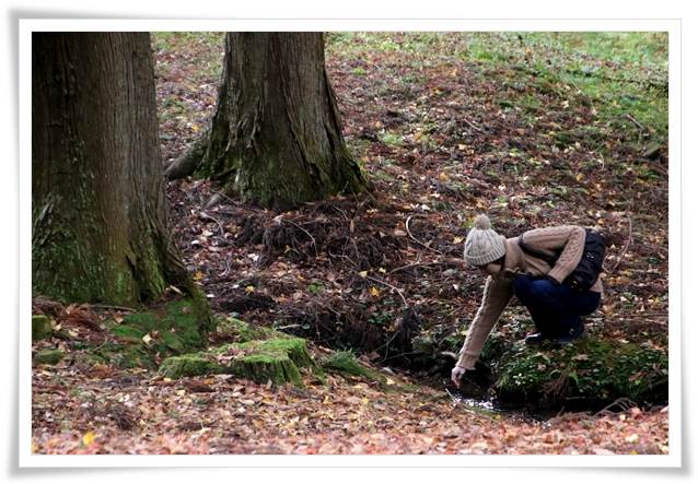 樹木公園-20 15.12.2