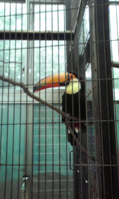 井の頭自然文化園\井の頭文化園鳥