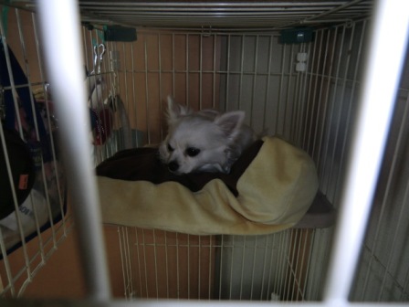 宮ちゃん猫サークル