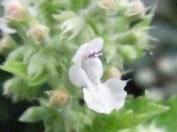 誕生花のないキャットニップの花言葉 自由な愛 ネコが喜ぶ香りのあるハーブの白い小花の 愛らしさ 弥生おばさんのガーデニングノート 花と緑の365日 楽天ブログ